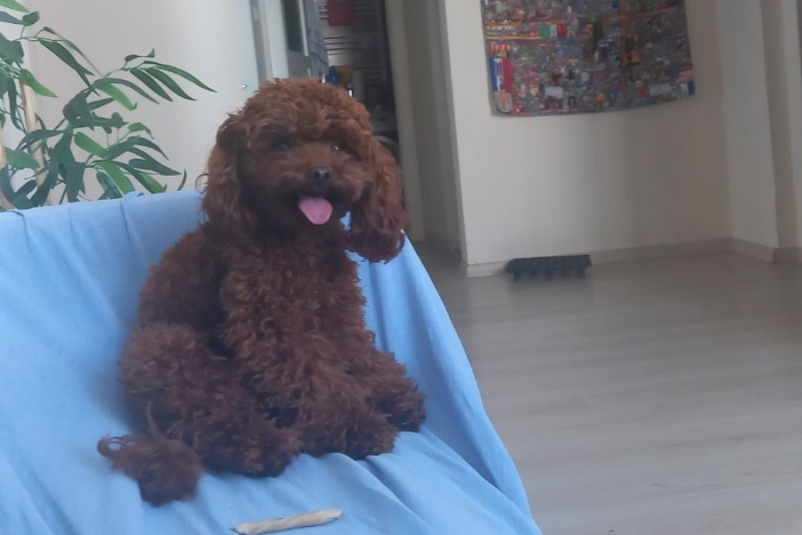 Toy Poodle Çiftleştirme İçin Doğru Yerdesiniz! 3