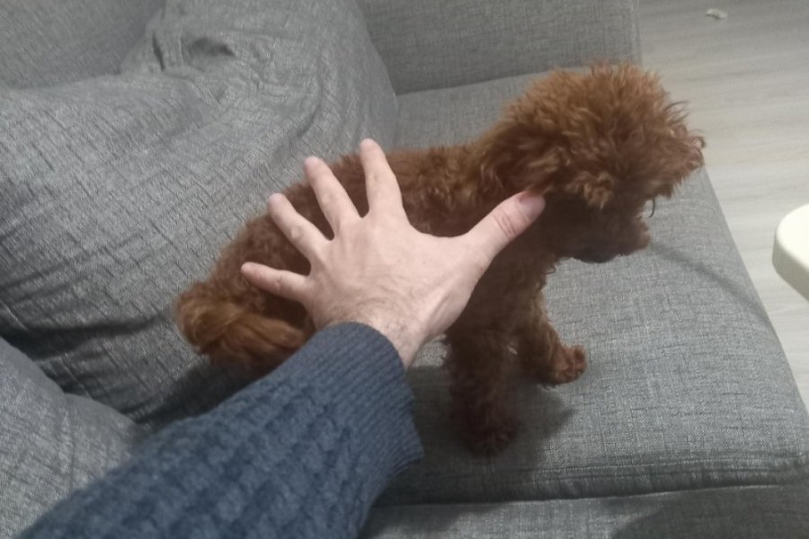 Toy Poodle Çiftleştirme İçin Doğru Yerdesiniz! 2