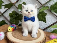 DİŞİ VE ERKEK BONCUK BEBELERİM BLUEPOİNT BRİTİSH