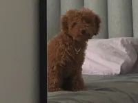 4 aylık akıllı kızımız yeni yuvasını arıyor