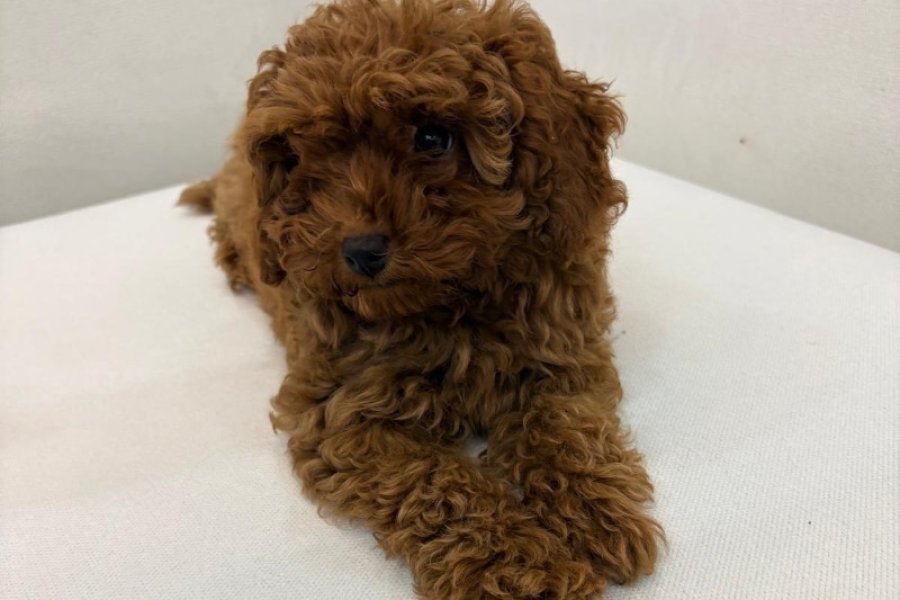 Büyüdüğünde 3 kg Altı Olacak Özenle Büyütülmüş Gerçek Toy Poodle Yavrular &  Microçipli ve Aşıları Tam & Öncelik Sevgi Dolu Yuva Bulmaları 1