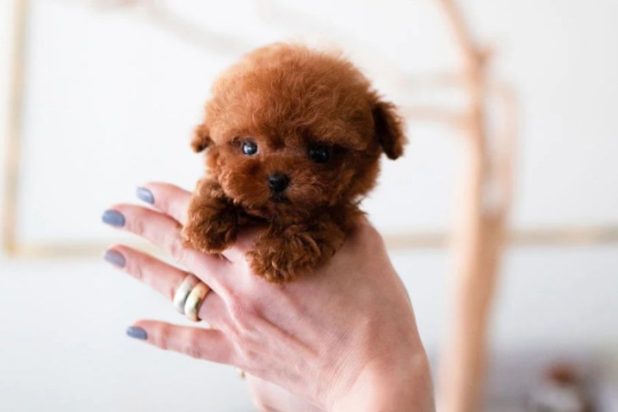 UYGUN BÜTÇELİ TOY POODLE BEBEKLERİM 2