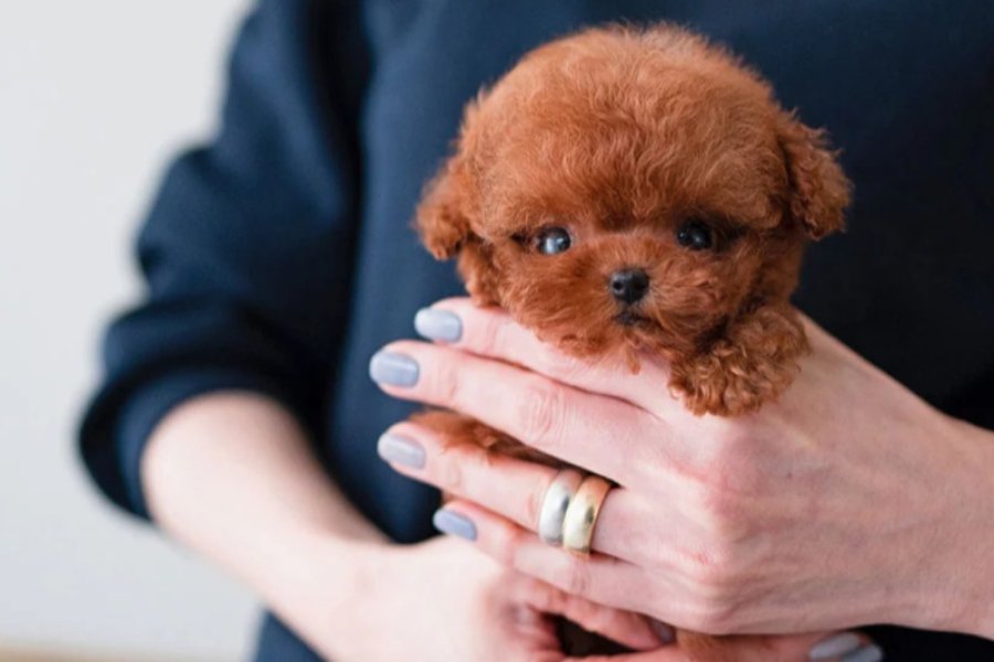 UYGUN BÜTÇELİ TOY POODLE BEBEKLERİM 1