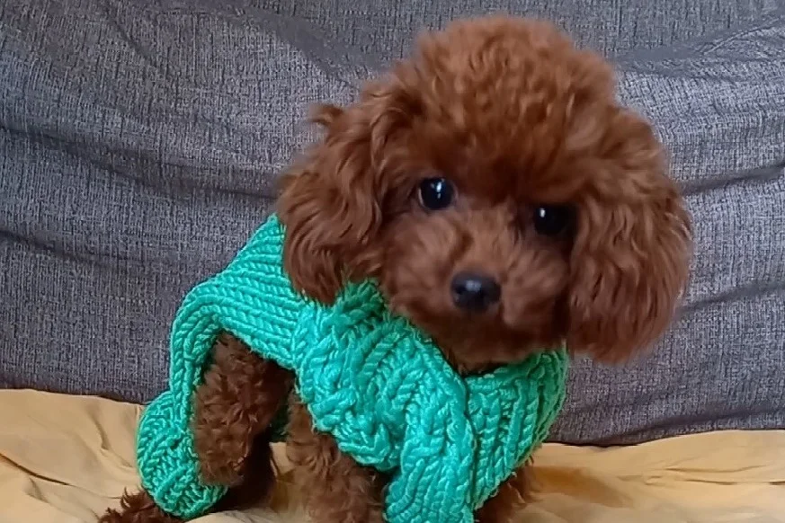 Toy Poodle Çiftleştirme İçin Doğru Yerdesiniz! 1