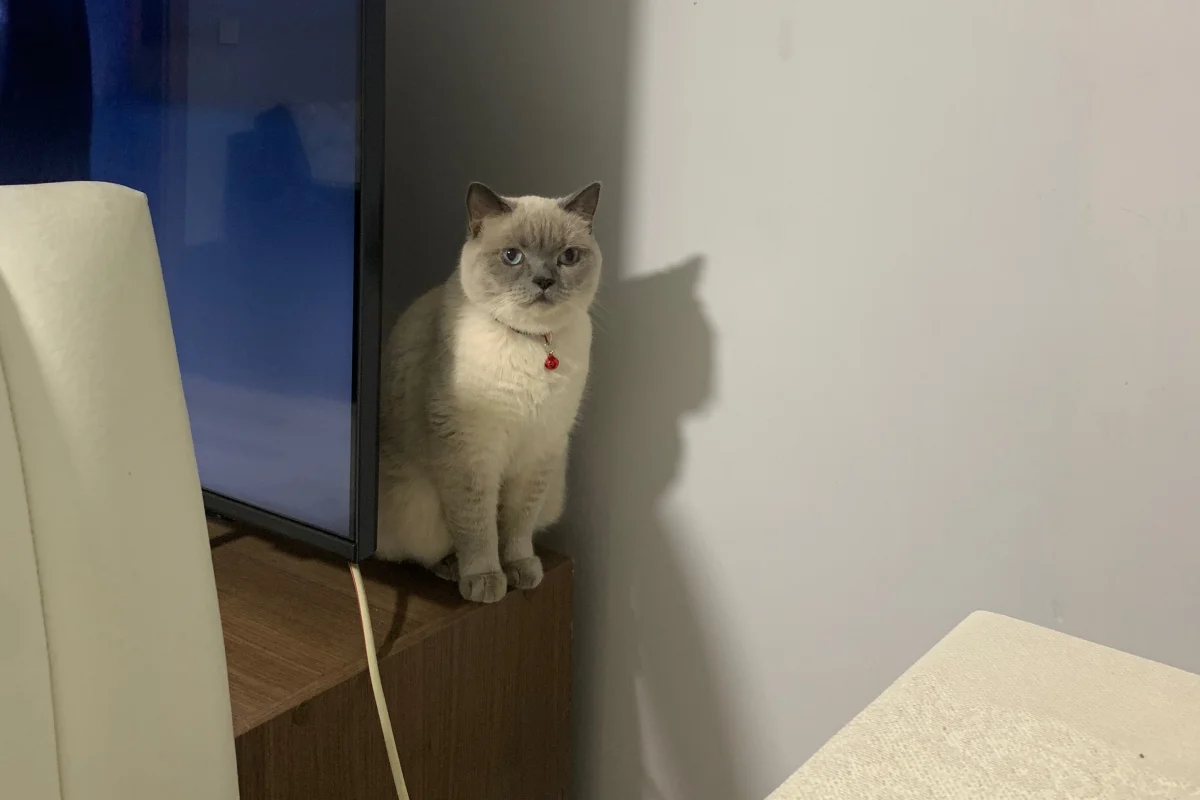 British Shorthair Sahiplendirme 1