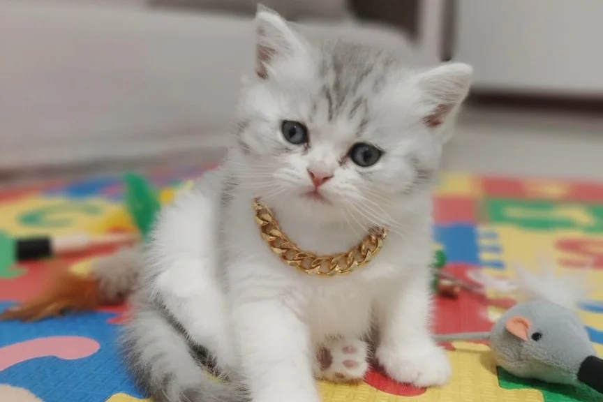 DİŞİ BRİTİSH SHORTHAİR PAMUK BEBEK 1
