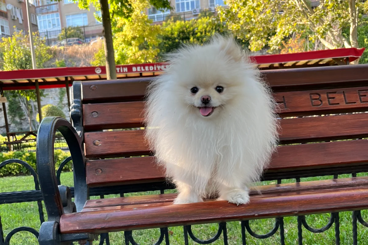 Premium Kalitede Pomeranian Boo Yavruları 5