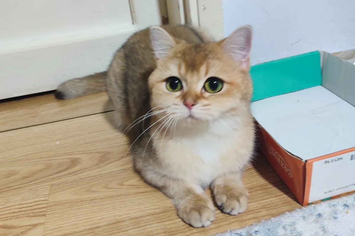 2 yaş dişi golden ny12 1