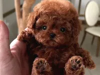 BAL KÜPÜ SAFKAN TOY POODLE BEBEGİM