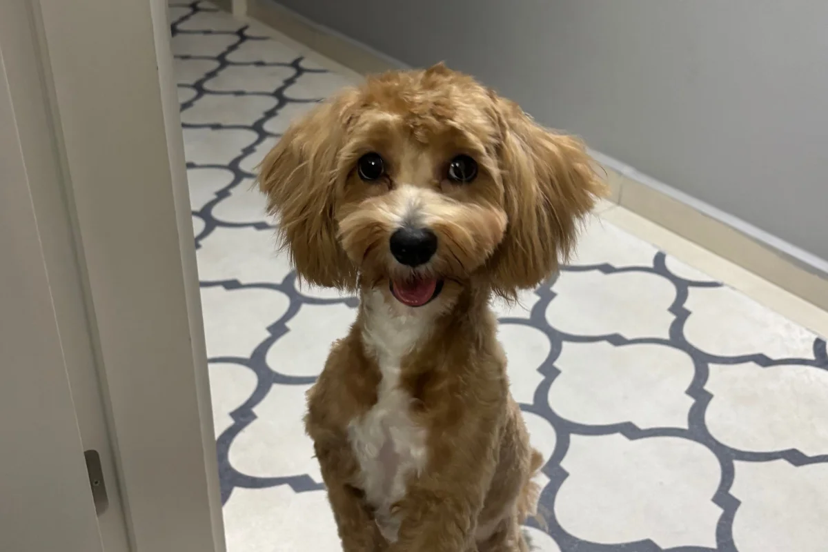 8 Aylık Maltipoo 2