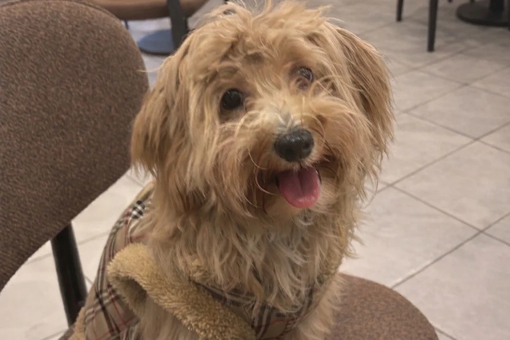 8 Aylık Maltipoo 1