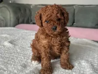 Toy poodle