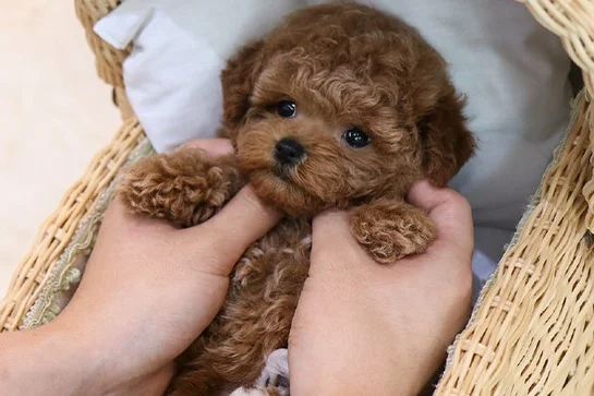 TUVALET EĞİTİMLİ TOY POODLE BEBEKLERİM 1