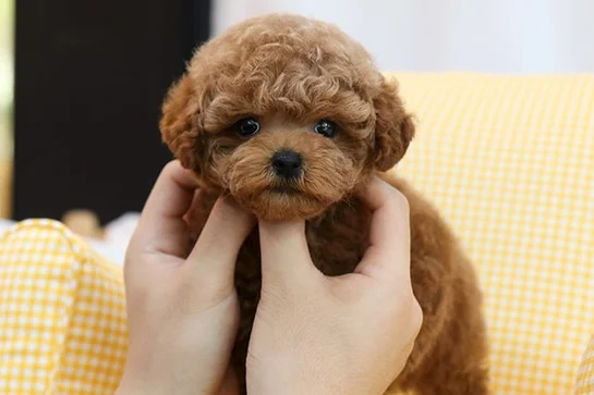 TUVALET EĞİTİMLİ TOY POODLE BEBEKLERİM 2