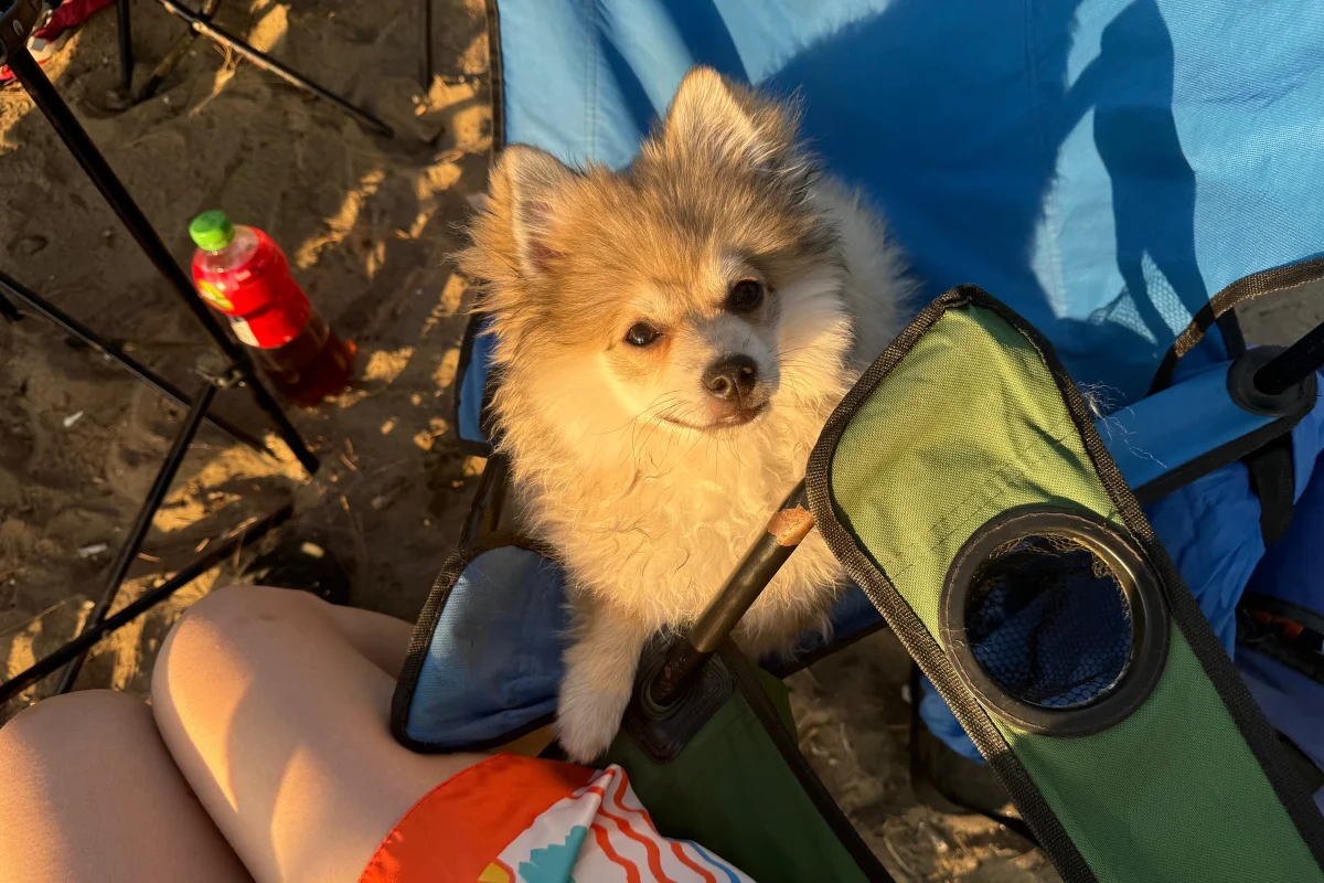 1 yaşında erkek pomeranian spitz oğlumuza partner arıyoruz 1