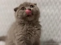 scottish fold Oğlumuz