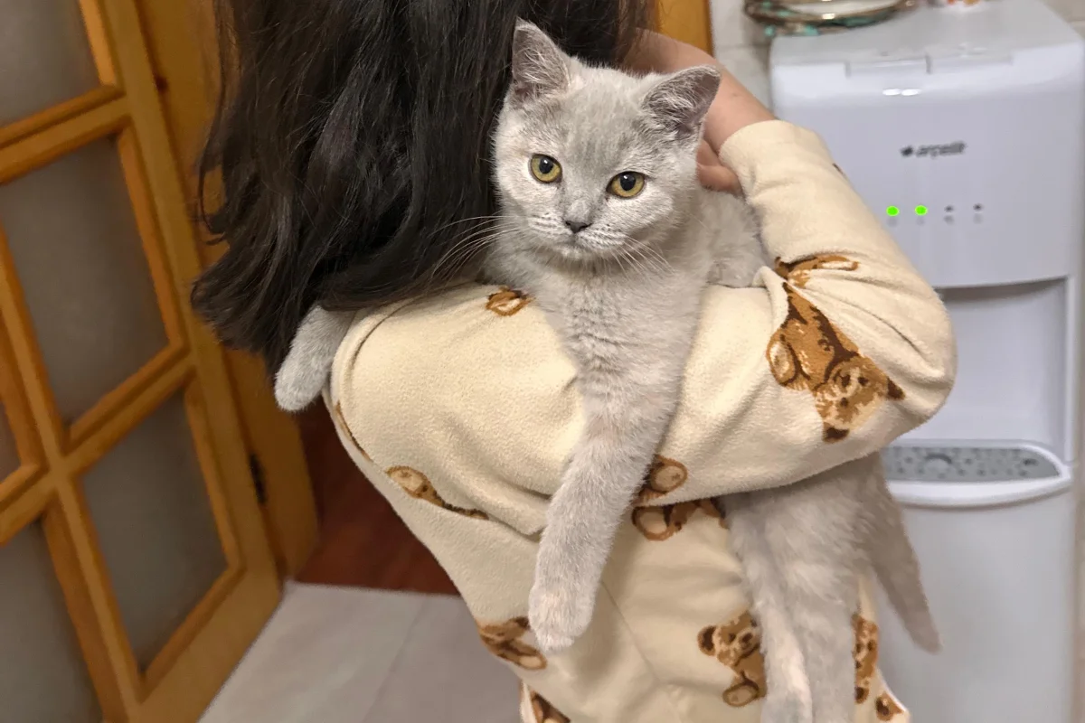 5 aylık, aşıları tam, eşyalarıyla British shorthair Lilac 1