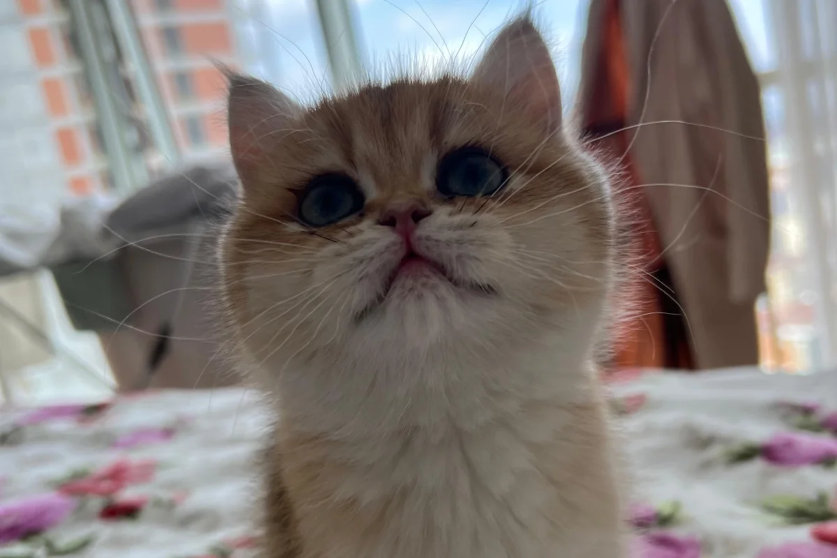 Tombiș British Shorthair Golden 1