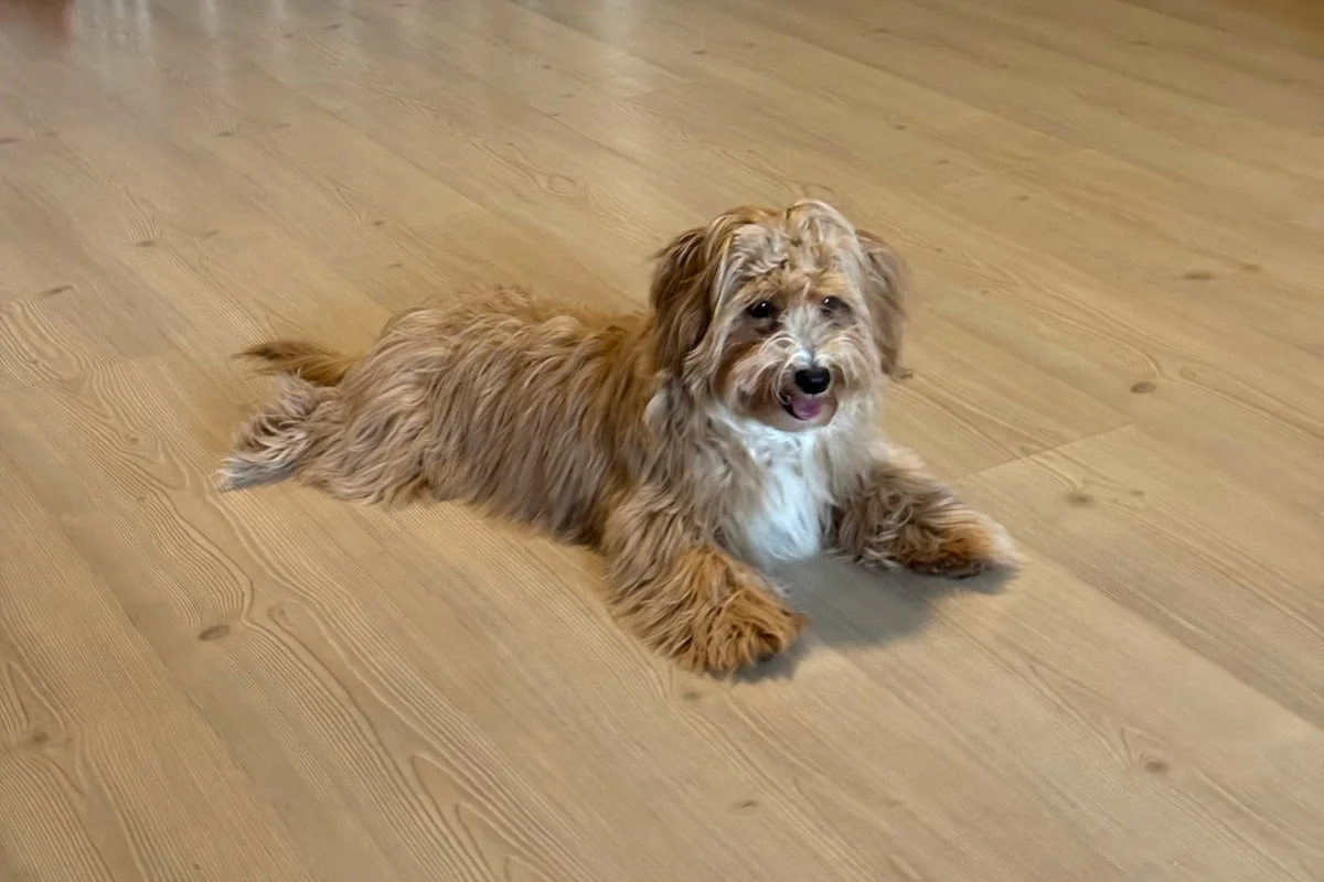 8 Aylık Maltipoo 3