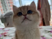 Tombiș British Shorthair Golden