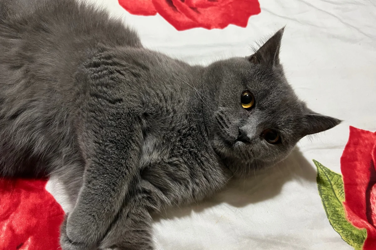 8 aylık erkek british shorthair 4