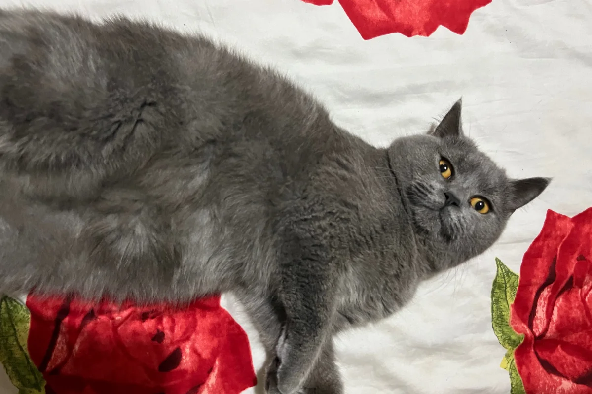 8 aylık erkek british shorthair 2