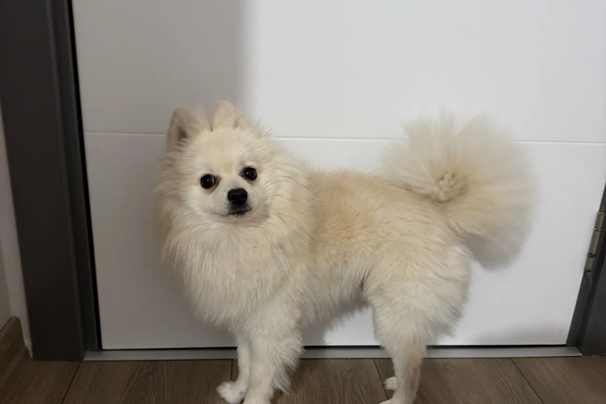 10aylık Pomerian 1