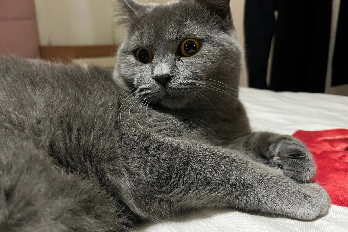 8 aylık erkek british shorthair 1