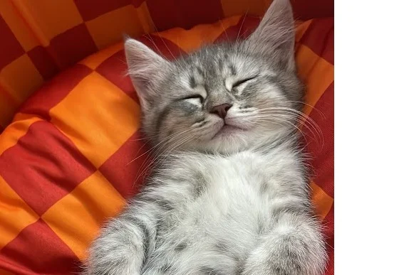 MİLKA - British Shorthair Kırması. 1
