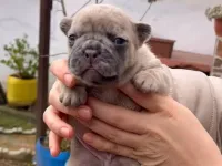 SAFKAN EGZOTİK FRENCH BULLDOG YAVRULARIM REZERVEDE