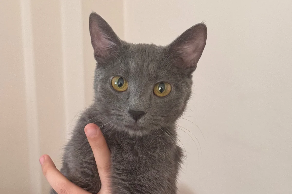 Russian blue kızıma yuva arıyorum 1