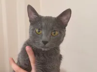 Russian blue kızıma yuva arıyorum