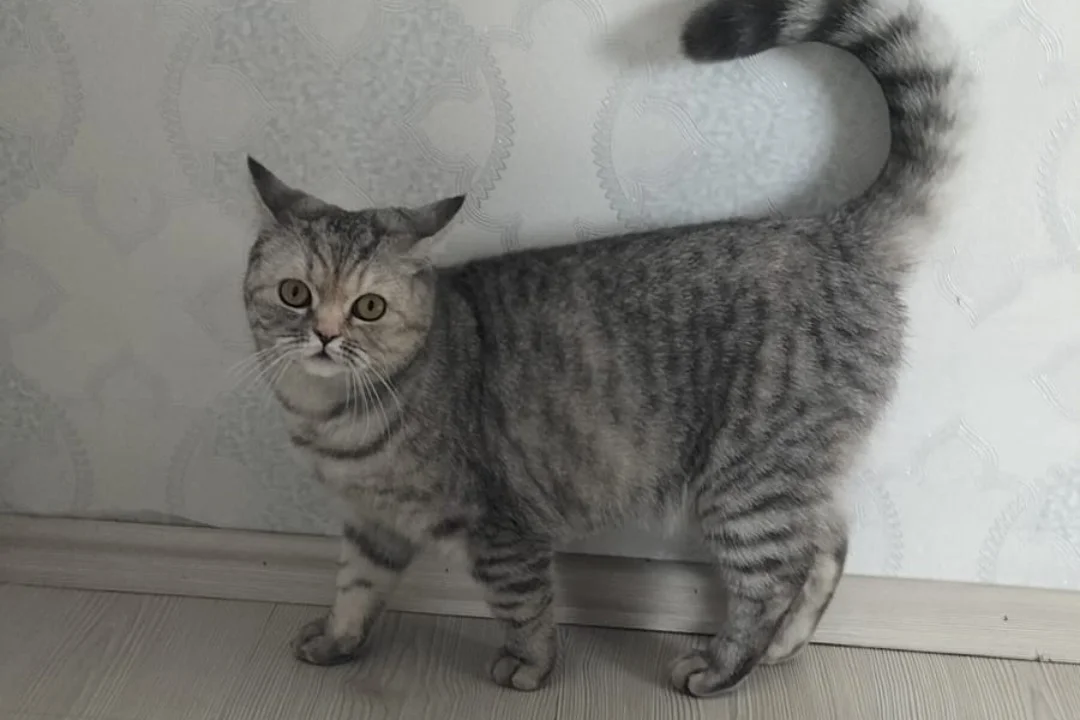 8 aylık jülide 1