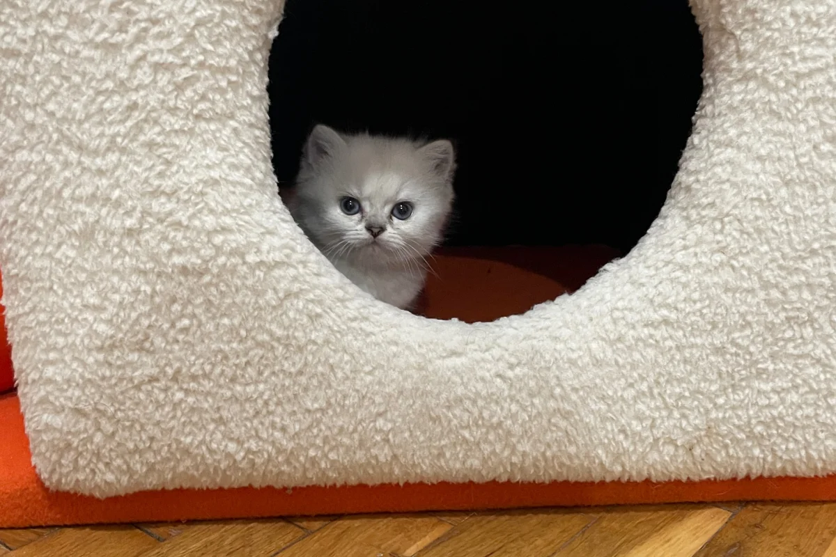 2 aylık 5 adet tap tatlı bebişler 3