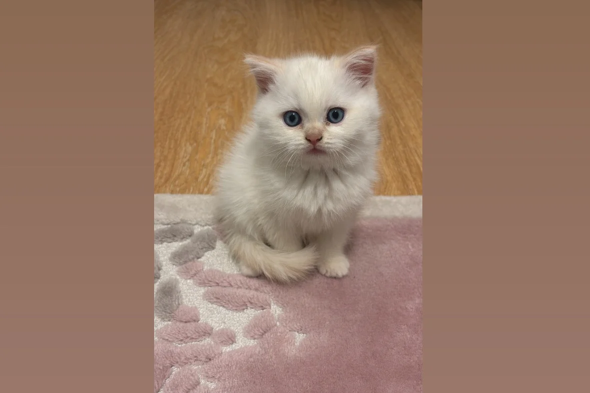 2 aylık british pembe kulak 1