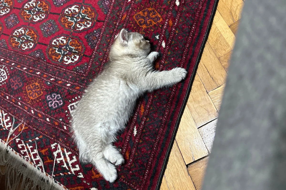 2 aylık 5 adet tap tatlı bebişler 5