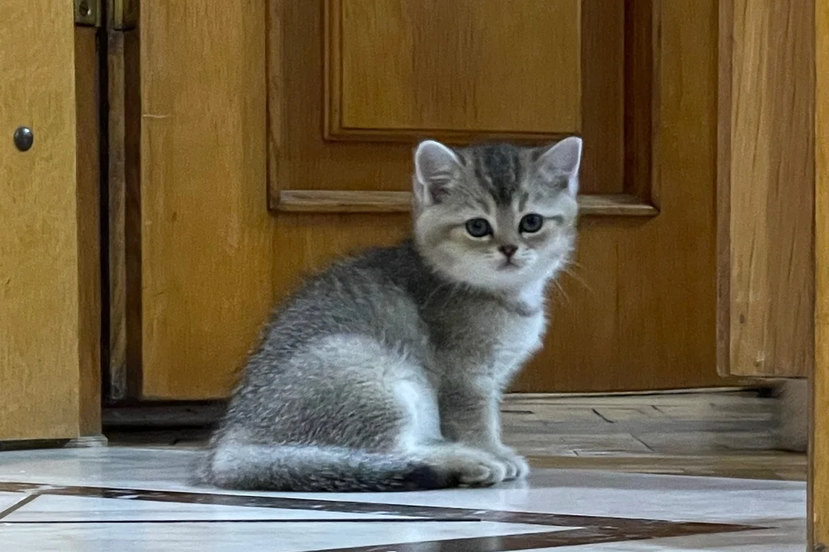 2 aylık 5 adet british shorthair 1