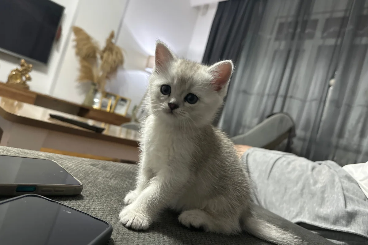 2 aylık 5 adet tap tatlı bebişler 1