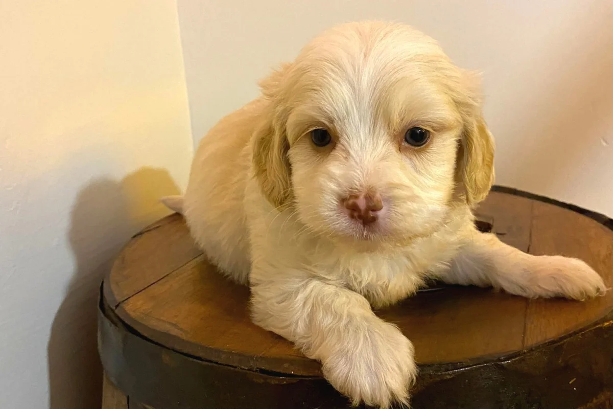 A Kalite maltipoo bebeklerimiz 1
