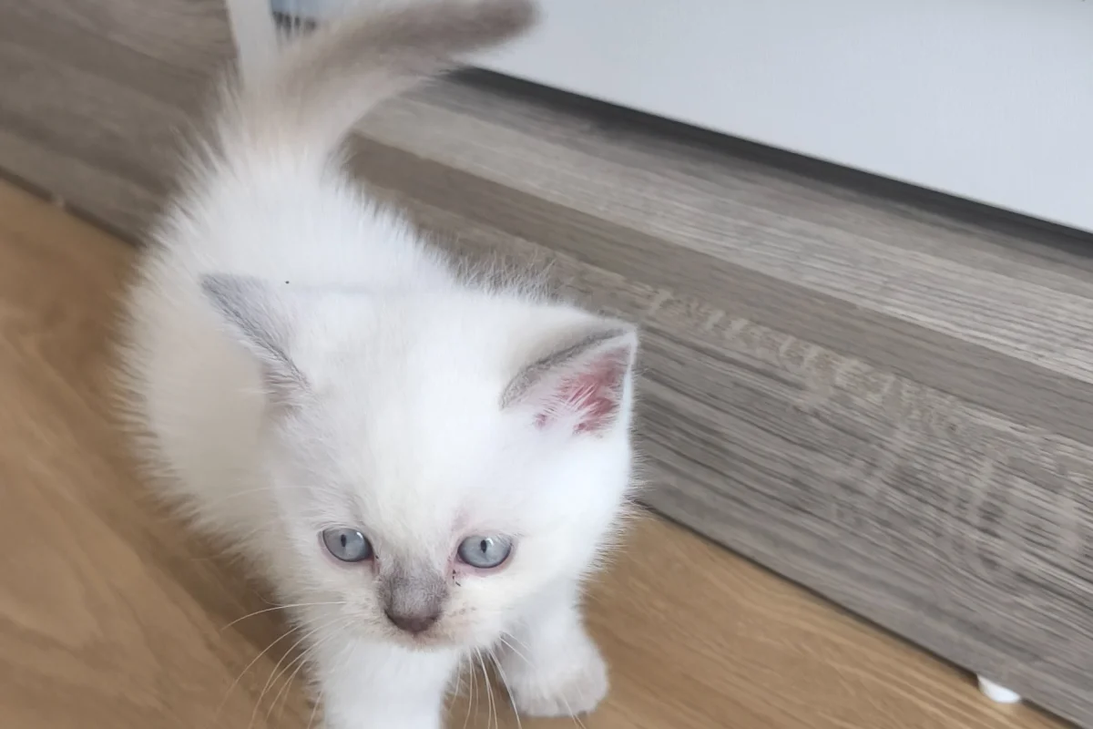 2 aylık yavruları sahiplendiriyoruz 2