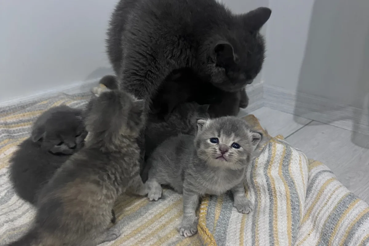 2 aylık British shorthair-longhair yavrular 1