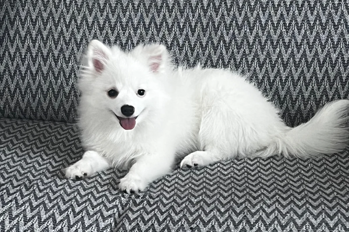 4 aylık spitz 2