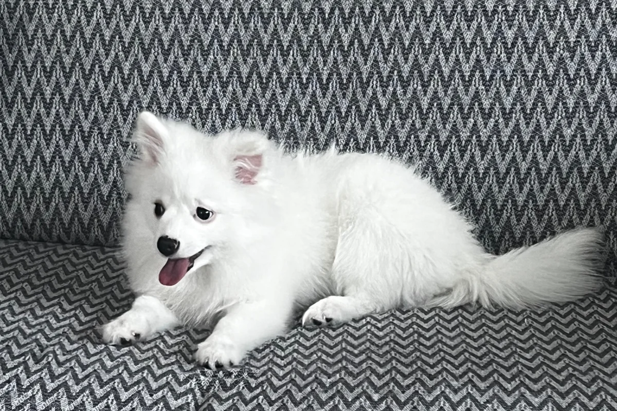 4 aylık spitz 1