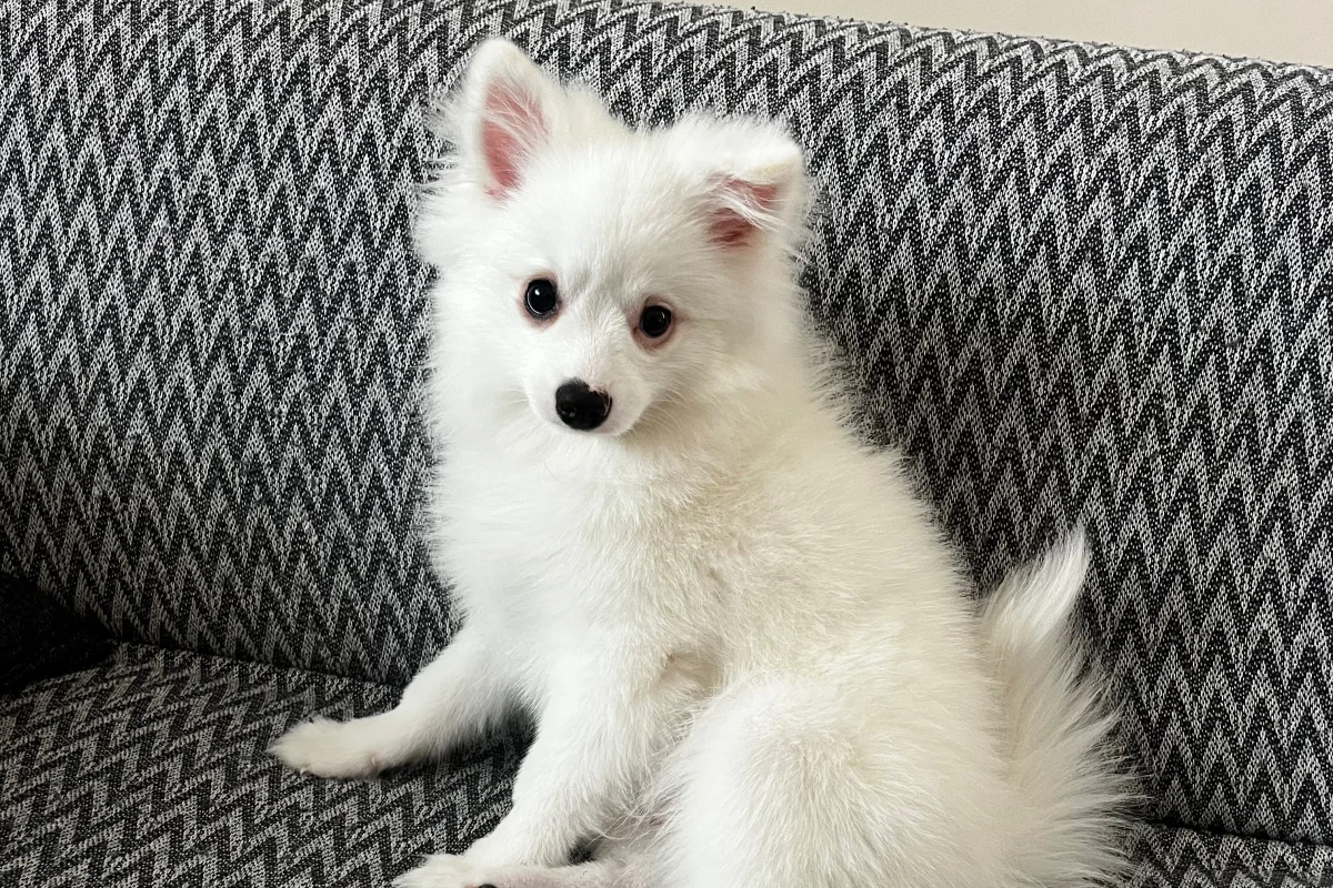 4 aylık spitz 3