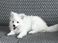 4 aylık spitz