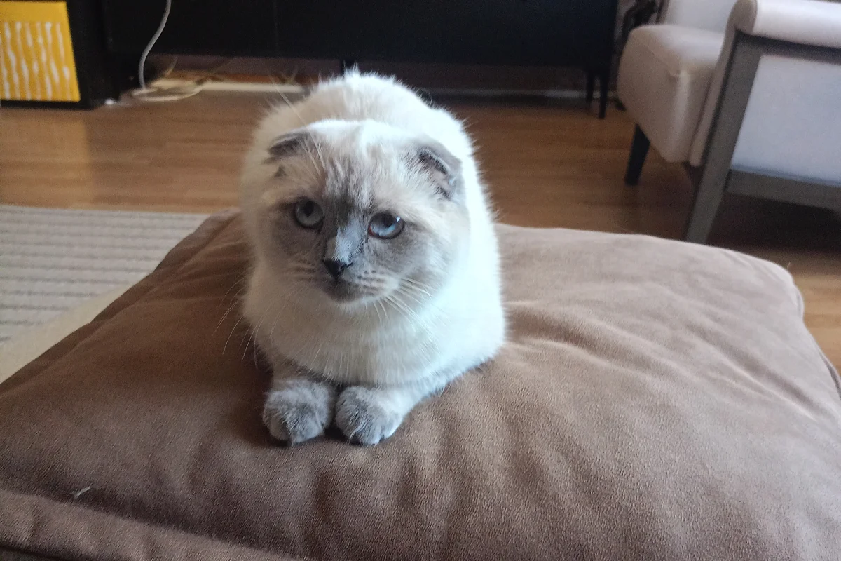 Scottish fold dişi 2