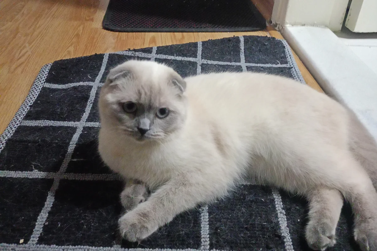 Scottish fold dişi 1