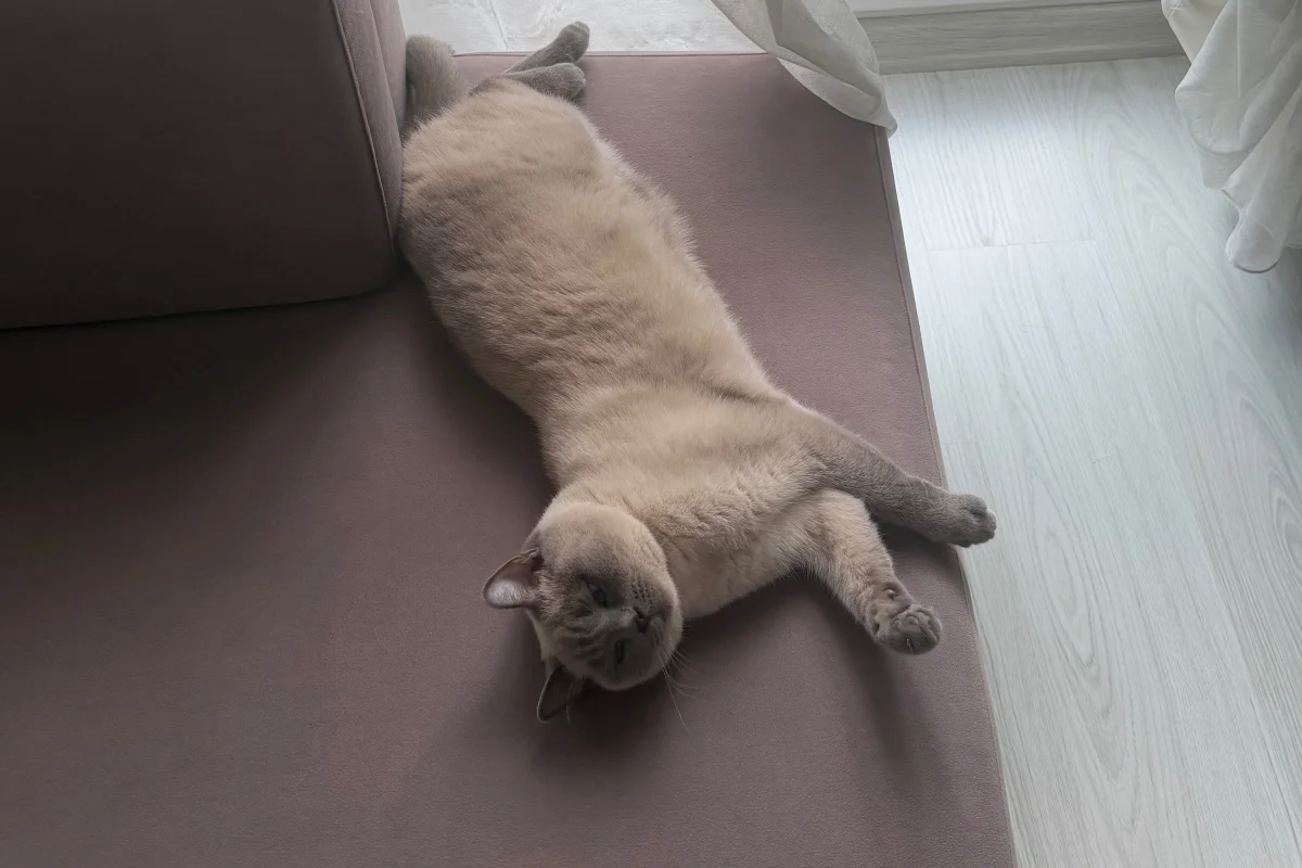 British Short Hair Blue Point Dişi 2