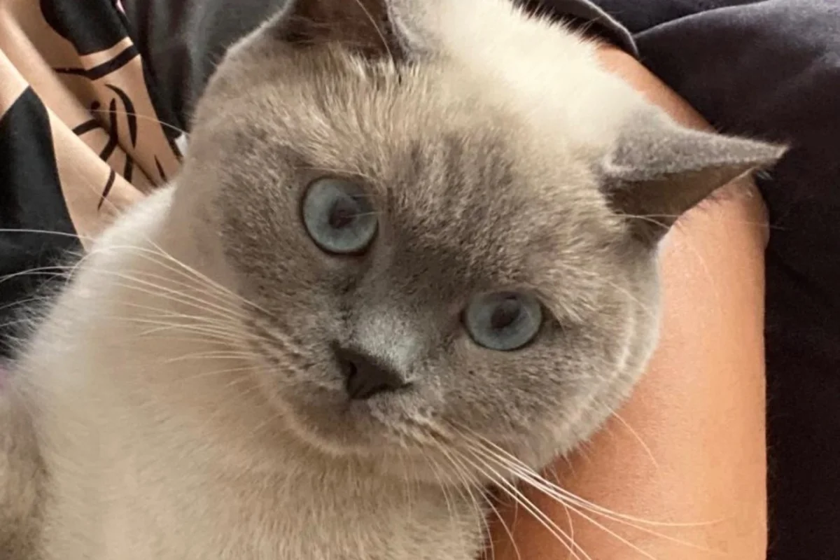 British Short Hair Blue Point Dişi 1