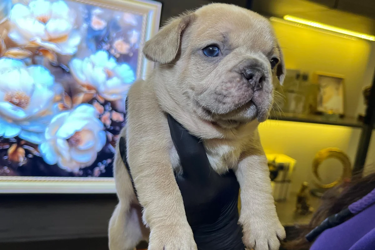 EGZOTİK FRENCH BULLDOG YAVRULARIM HARİKA RENKLER VE ANATOMİLER 1